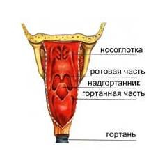 Глотка