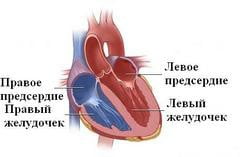 Левый желудочек