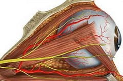Мышцы глаза