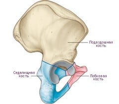 Седалищная кость